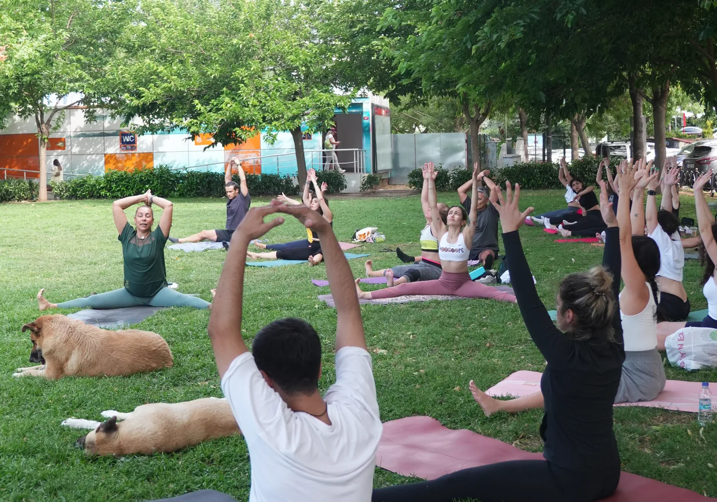 Parkta açık havada yoga yapan ekip